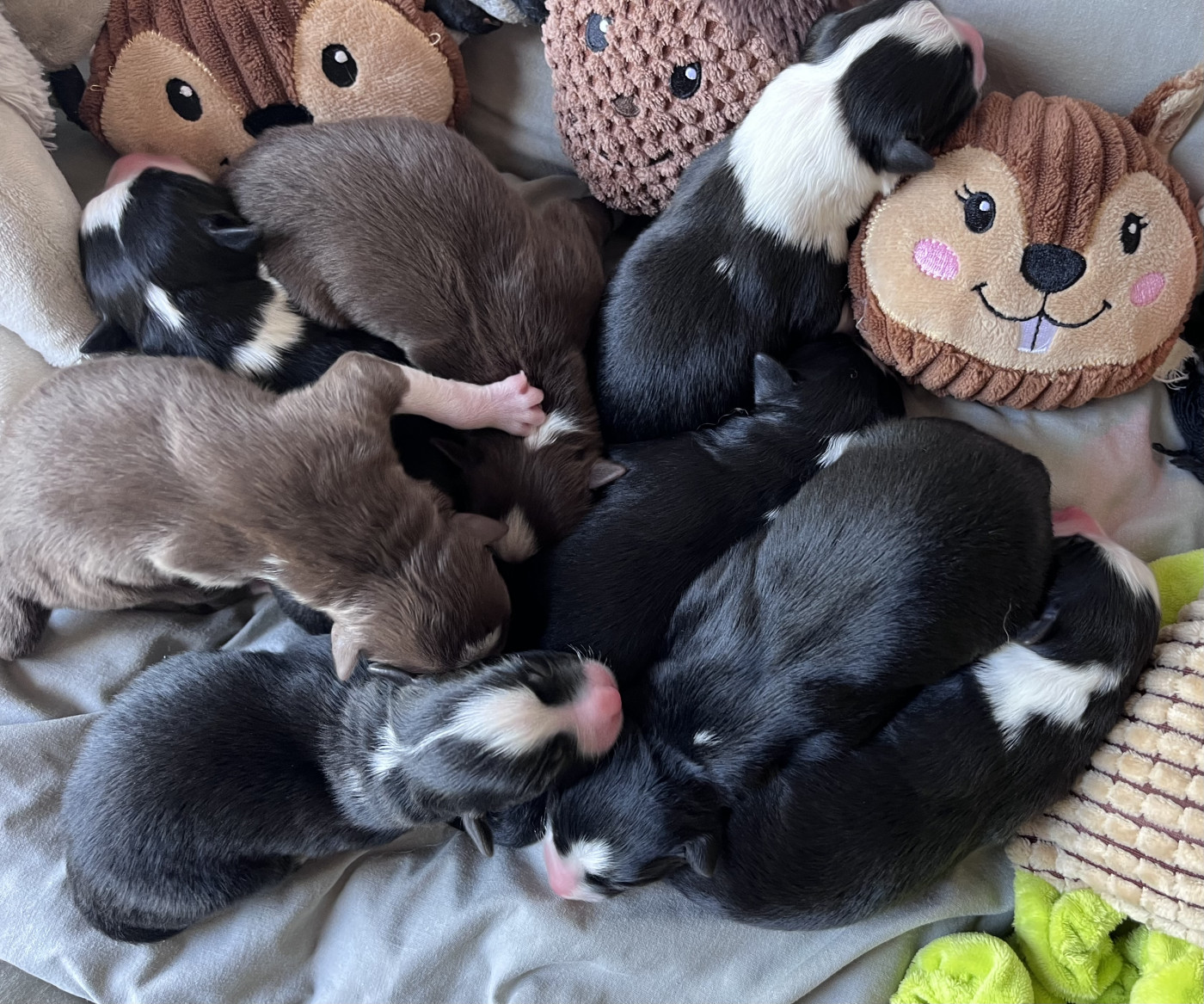 Les bébés sont arrivés ❤