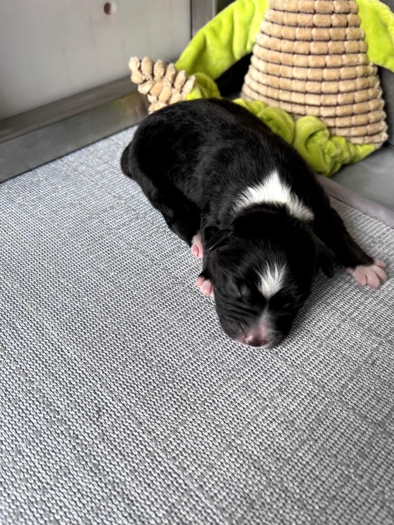 des Montagnes de Leuriou - Chiots disponibles - Berger Australien