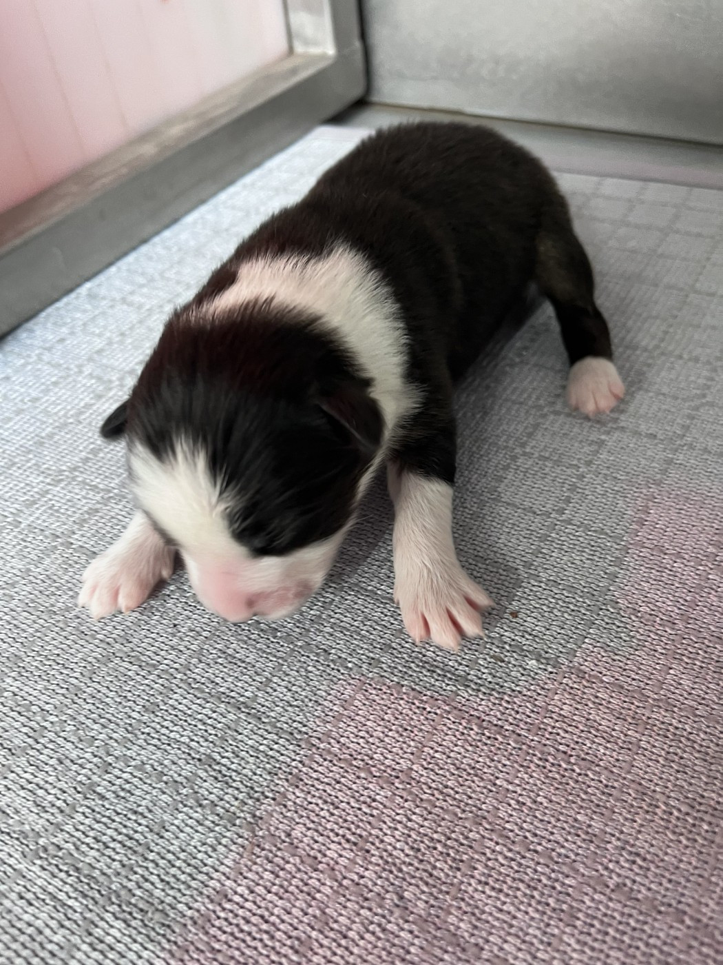 des Montagnes de Leuriou - Chiots disponibles - Berger Australien
