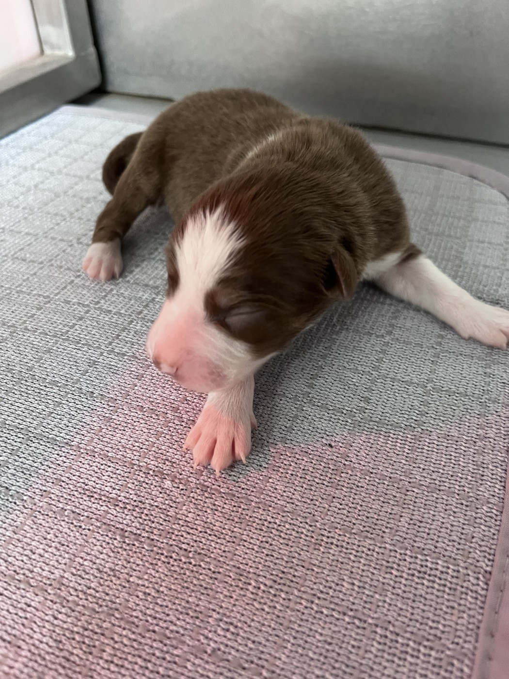 des Montagnes de Leuriou - Chiots disponibles - Berger Australien