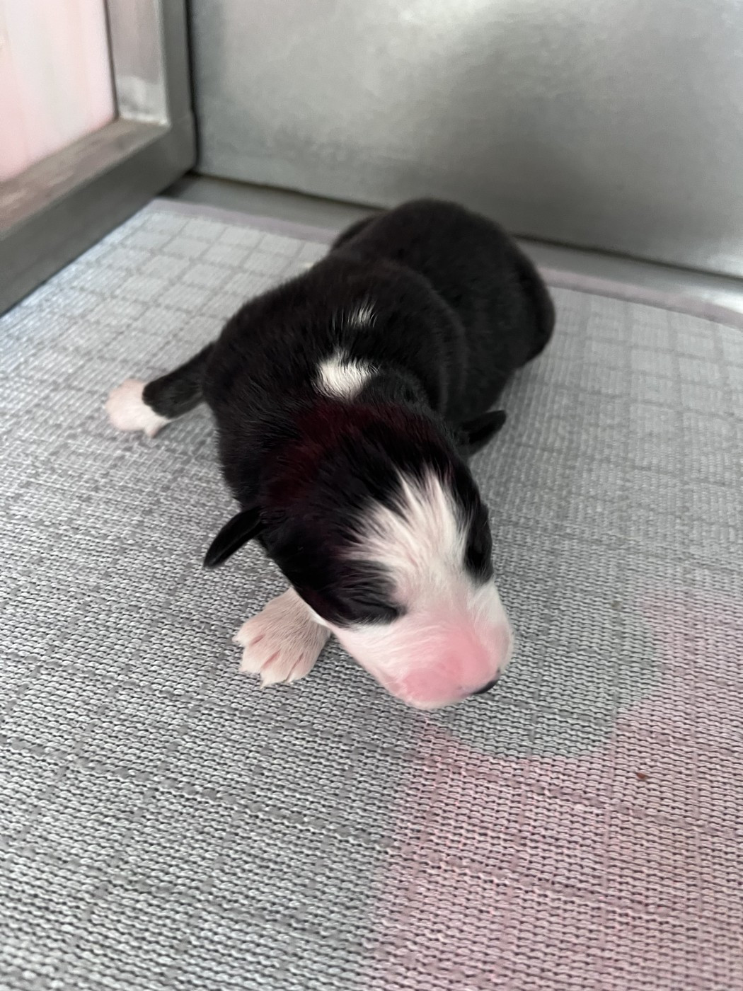 des Montagnes de Leuriou - Chiots disponibles - Berger Australien