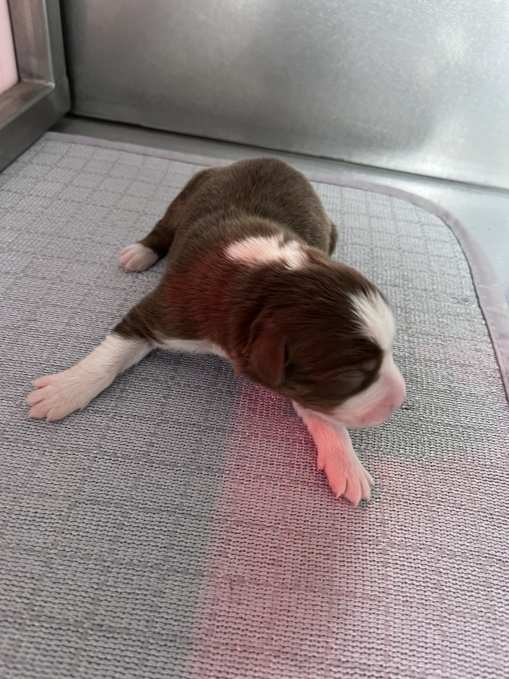 des Montagnes de Leuriou - Chiots disponibles - Berger Australien