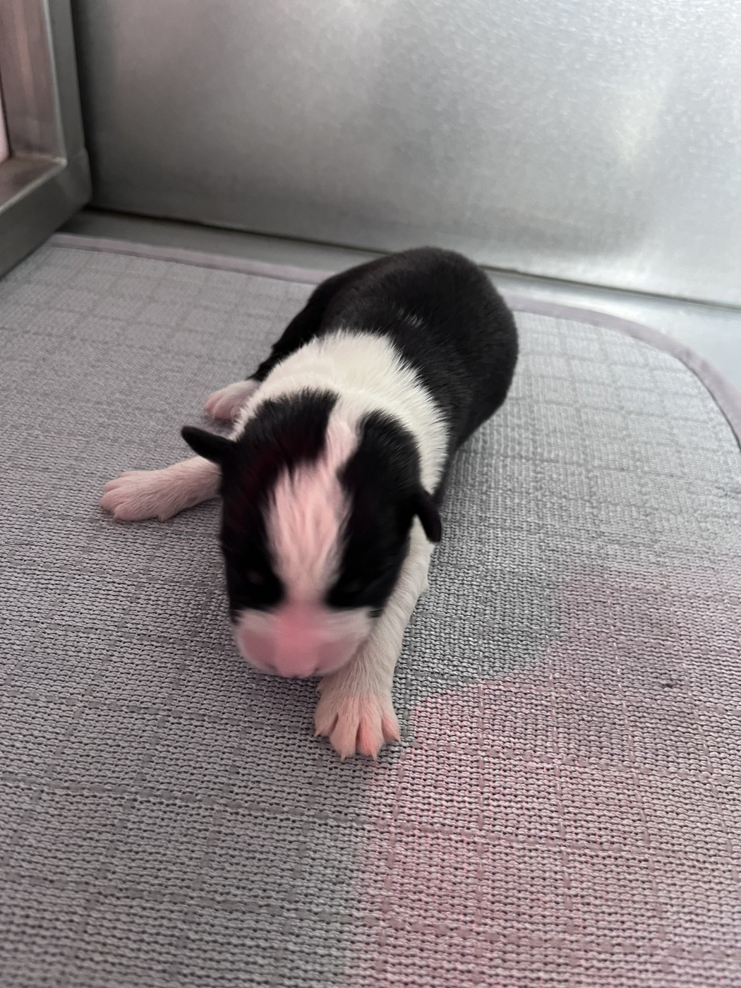 des Montagnes de Leuriou - Chiots disponibles - Berger Australien