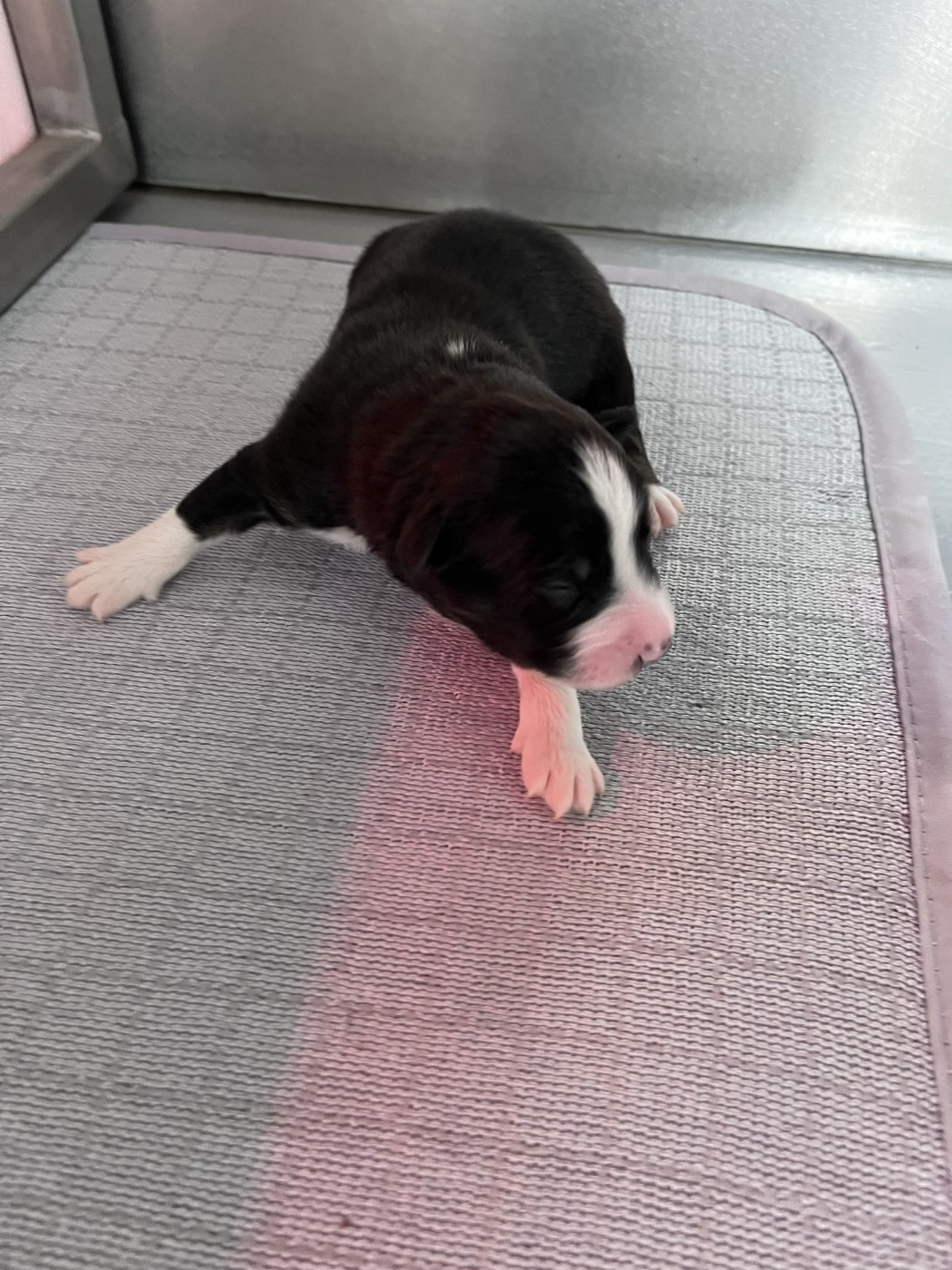des Montagnes de Leuriou - Chiots disponibles - Berger Australien