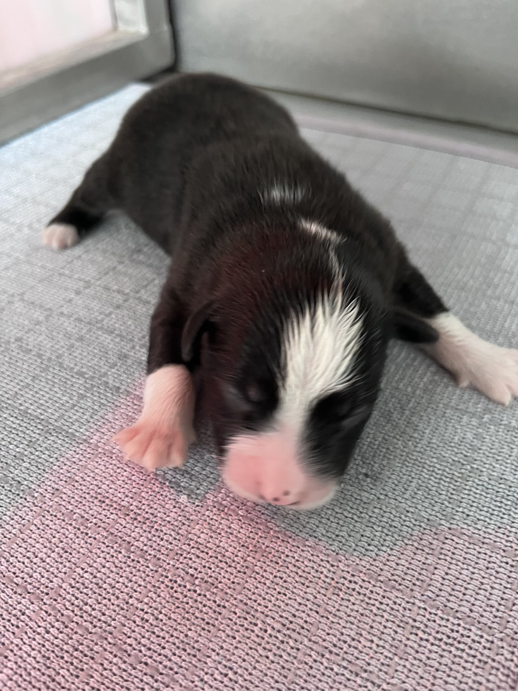 des Montagnes de Leuriou - Chiots disponibles - Berger Australien