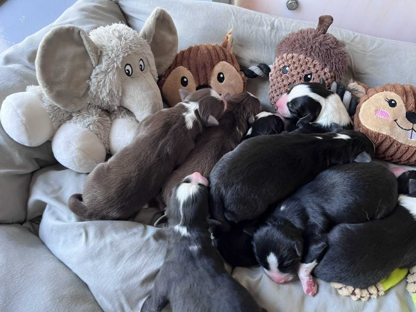 Chiot Berger Australien des Montagnes de Leuriou