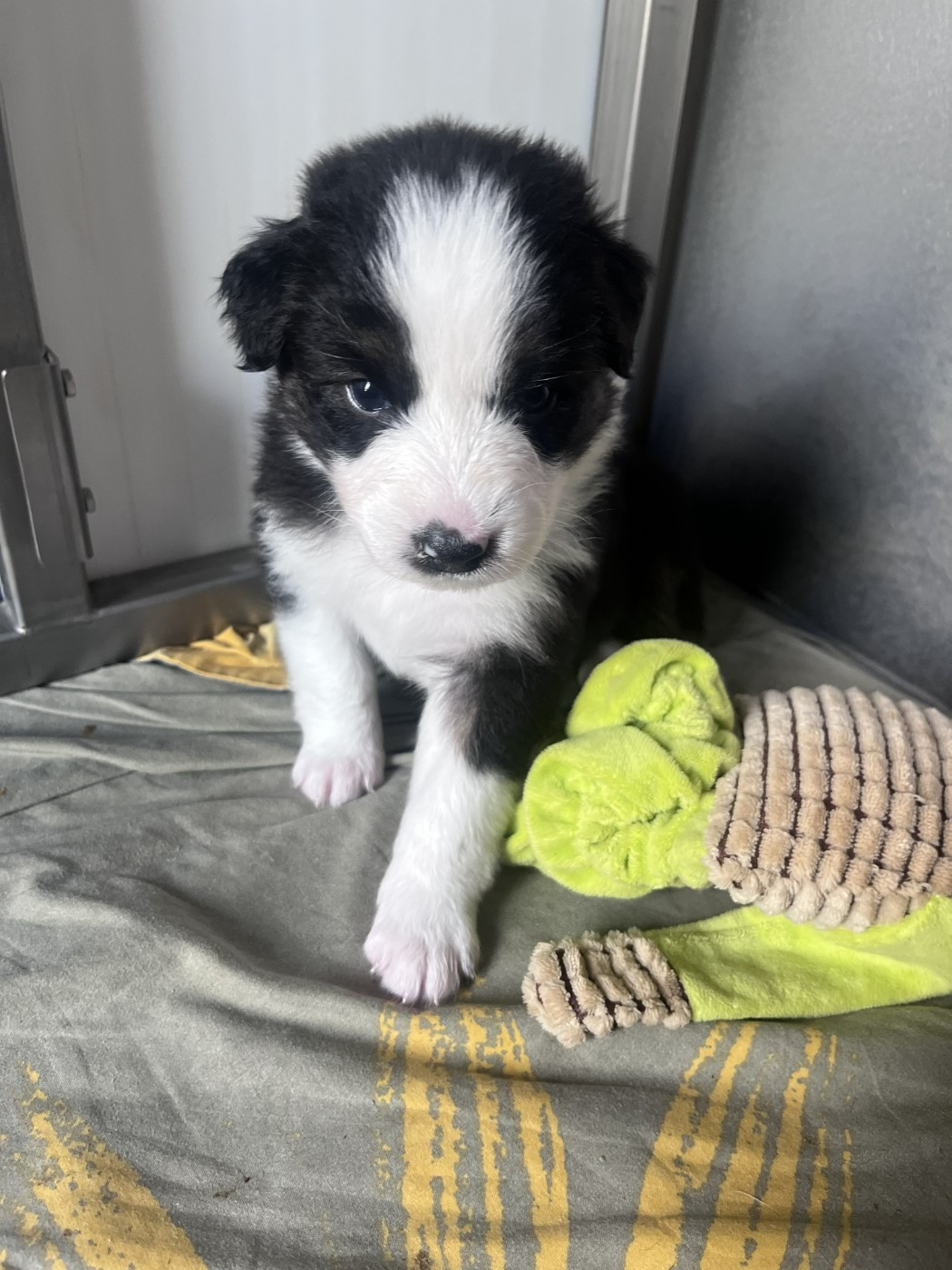 des Montagnes de Leuriou - Chiots disponibles - Berger Australien