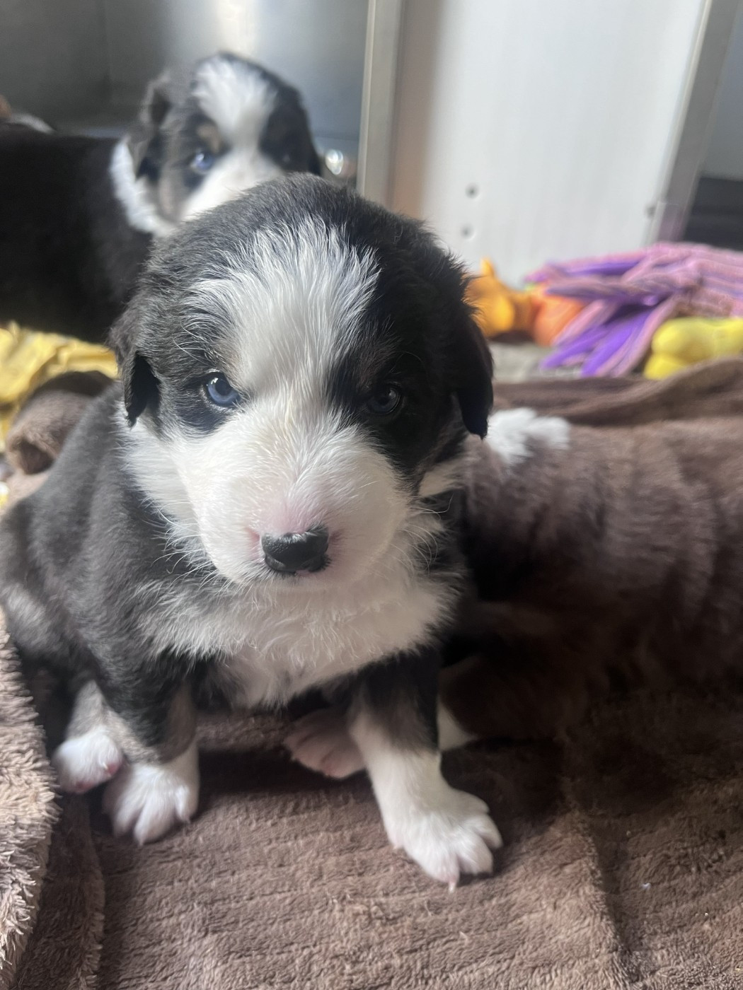 des Montagnes de Leuriou - Chiots disponibles - Berger Australien