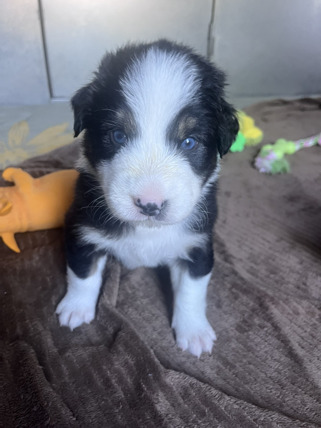 des Montagnes de Leuriou - Chiots disponibles - Berger Australien