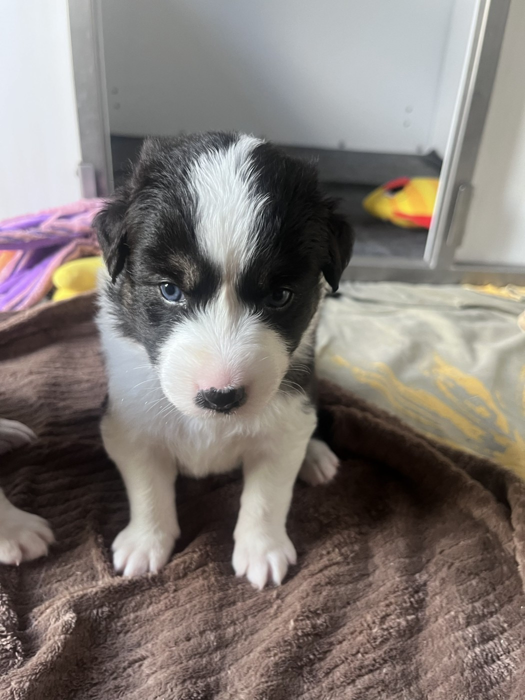 des Montagnes de Leuriou - Chiots disponibles - Berger Australien
