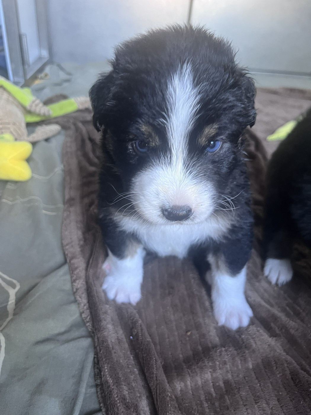 des Montagnes de Leuriou - Chiots disponibles - Berger Australien