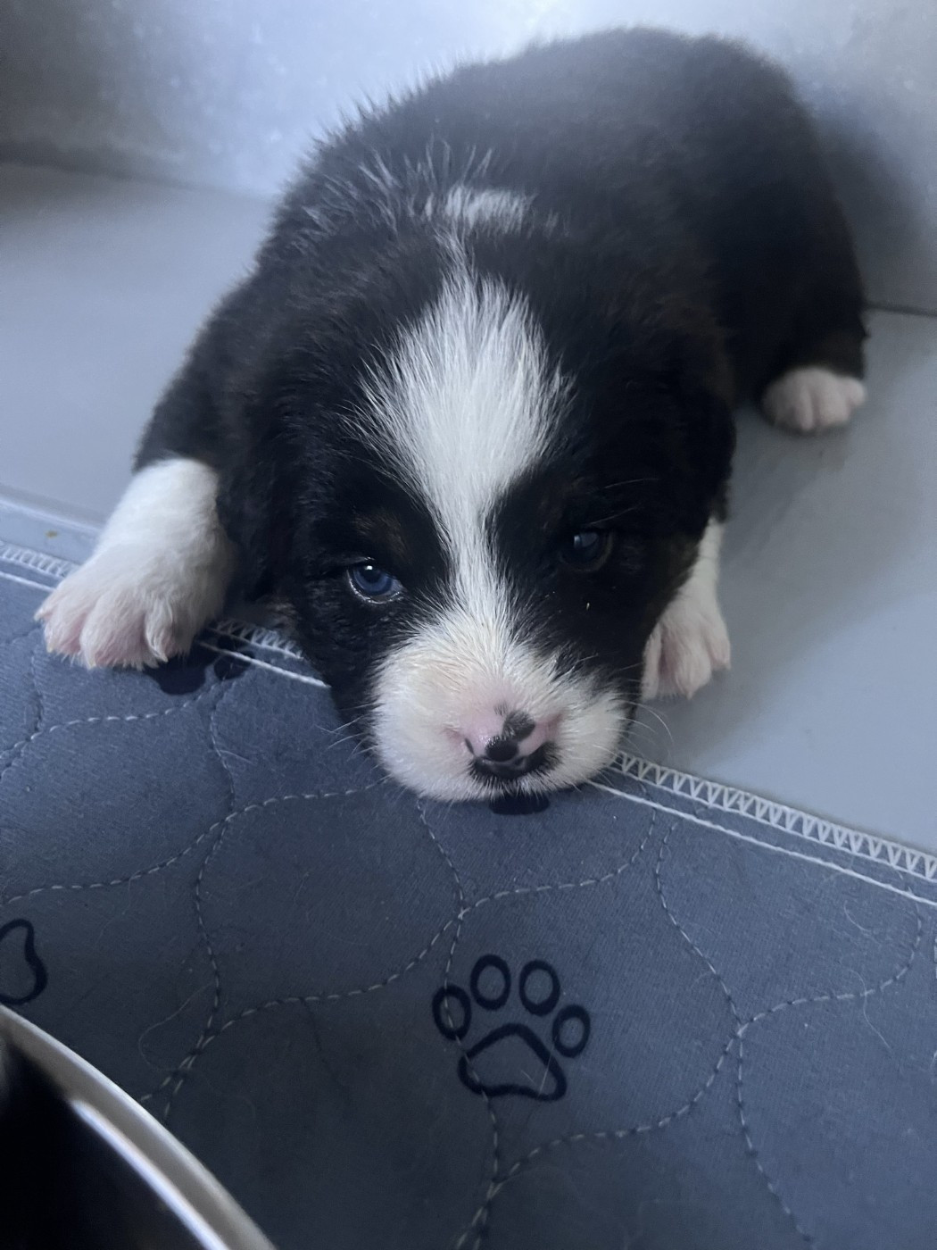 des Montagnes de Leuriou - Chiots disponibles - Berger Australien