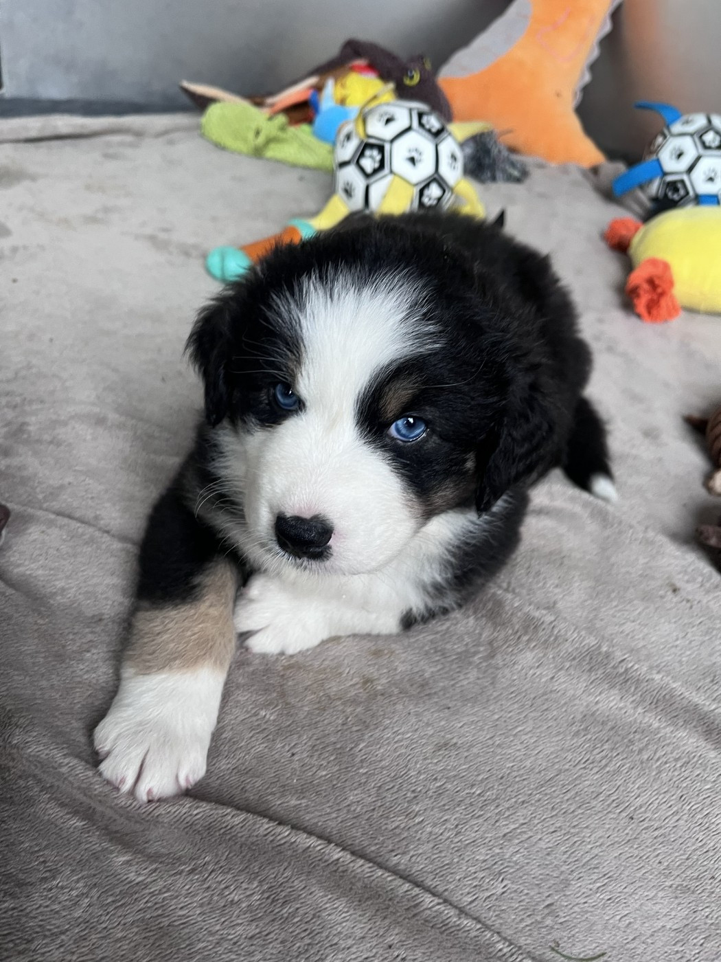des Montagnes de Leuriou - Chiots disponibles - Berger Australien