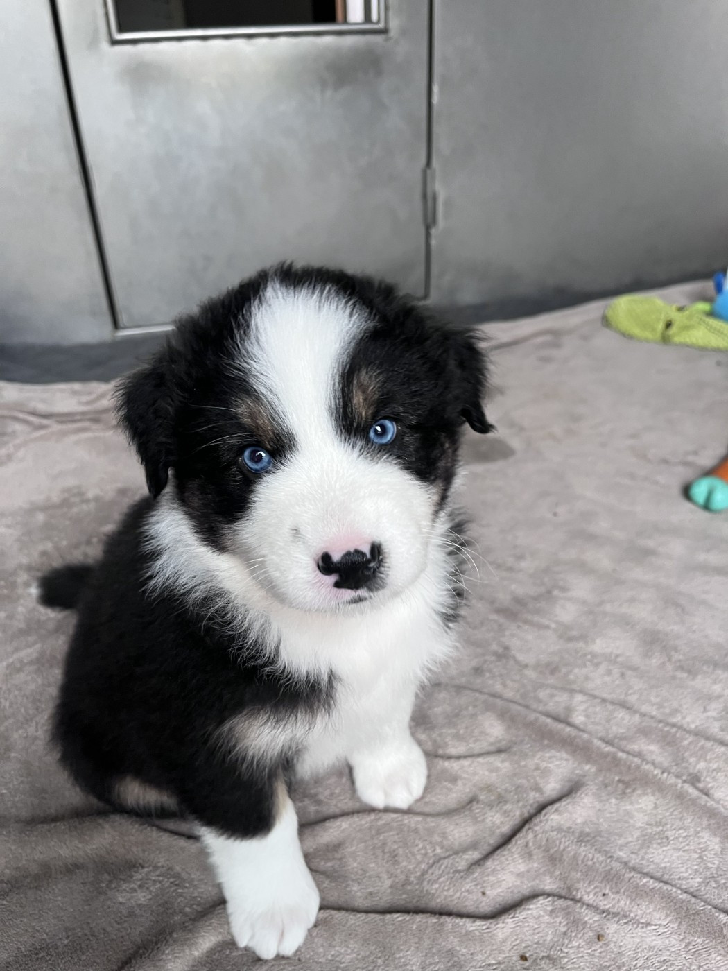 des Montagnes de Leuriou - Chiots disponibles - Berger Australien