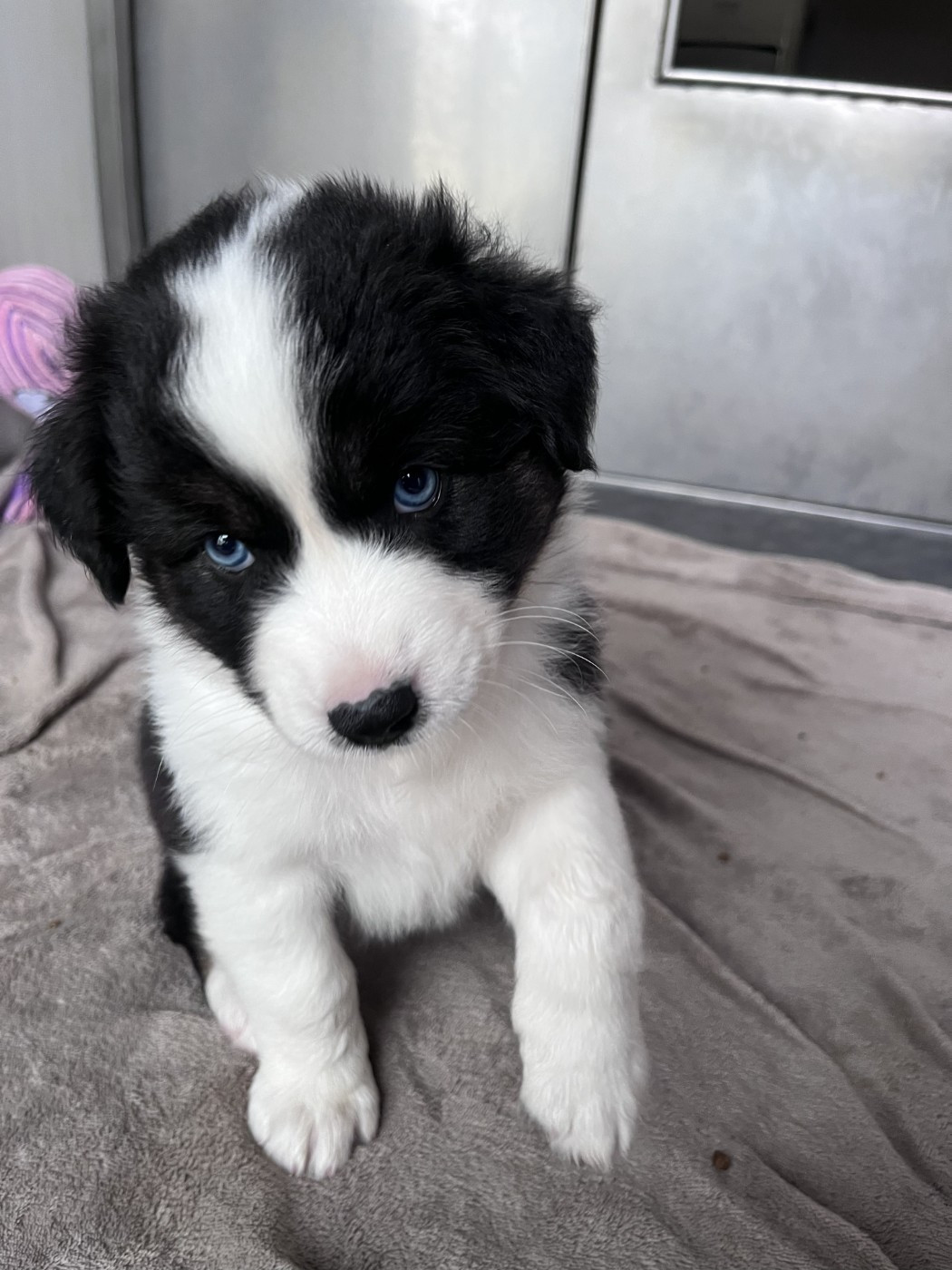 des Montagnes de Leuriou - Chiots disponibles - Berger Australien