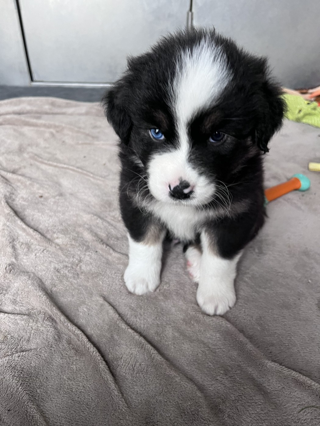 des Montagnes de Leuriou - Chiots disponibles - Berger Australien