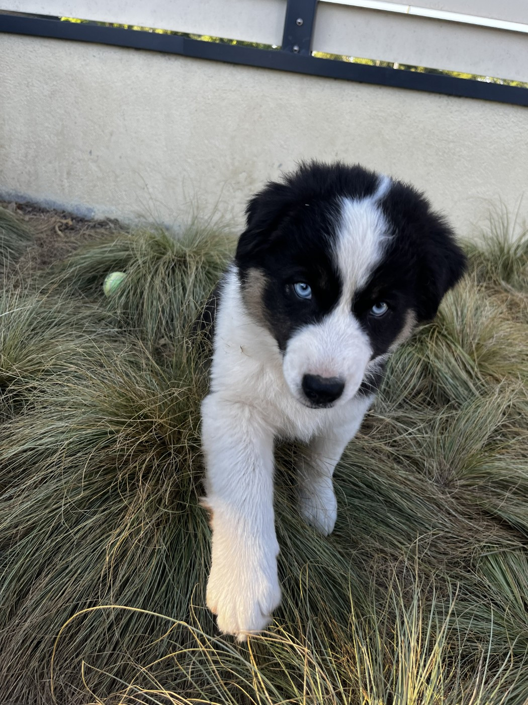 des Montagnes de Leuriou - Chiots disponibles - Berger Australien