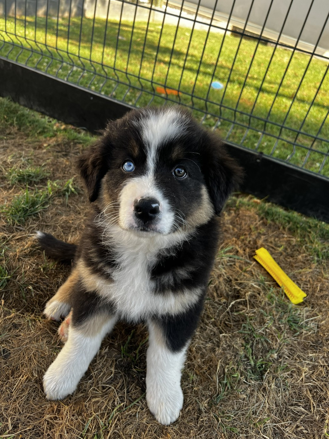 des Montagnes de Leuriou - Chiots disponibles - Berger Australien