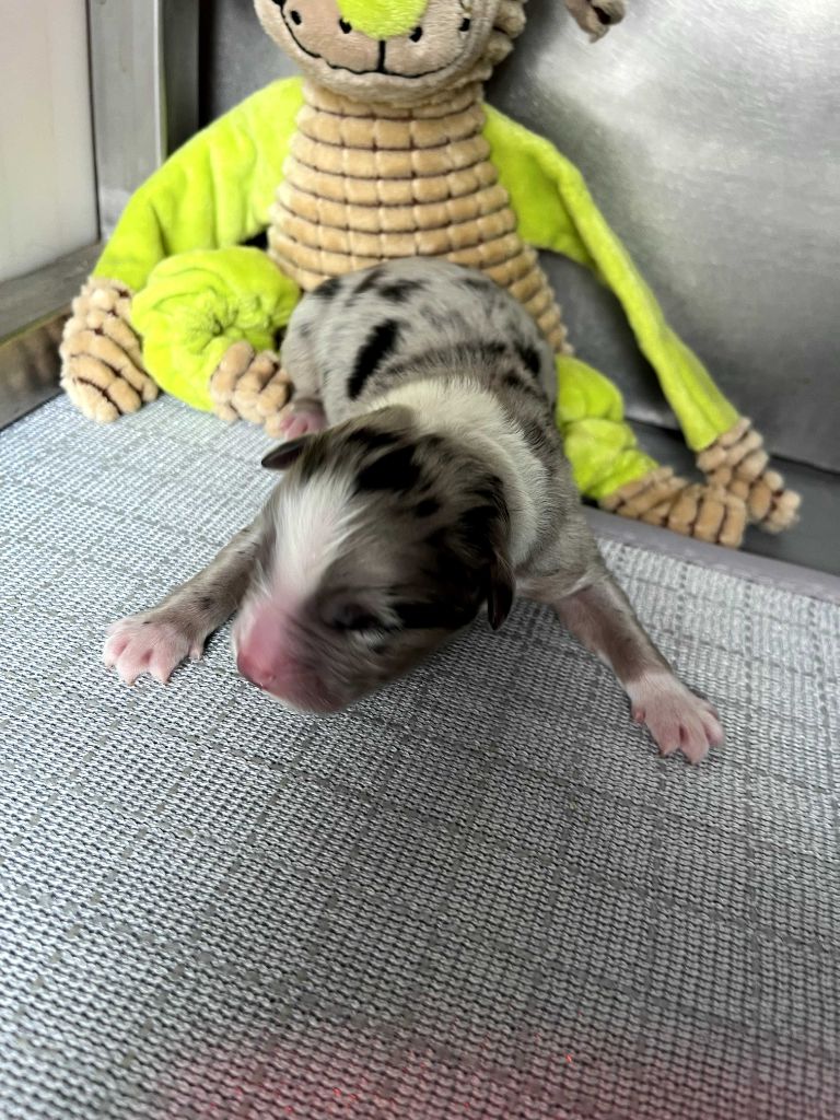 des Montagnes de Leuriou - Chiots disponibles - Berger Australien