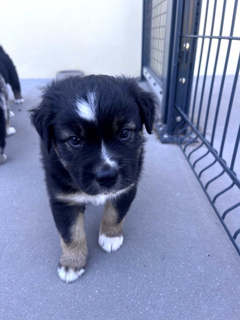 des Montagnes de Leuriou - Chiots disponibles - Berger Australien