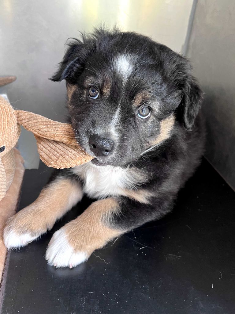 des Montagnes de Leuriou - Chiots disponibles - Berger Australien