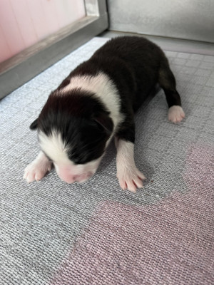 CHIOT 1