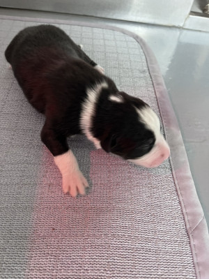 CHIOT 4