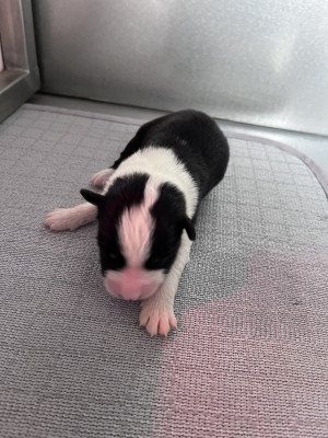 CHIOT 6