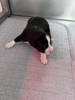 CHIOT 7