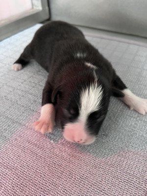CHIOT 8