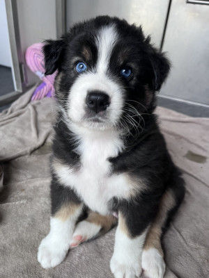 CHIOT 7