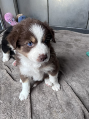 CHIOT 2