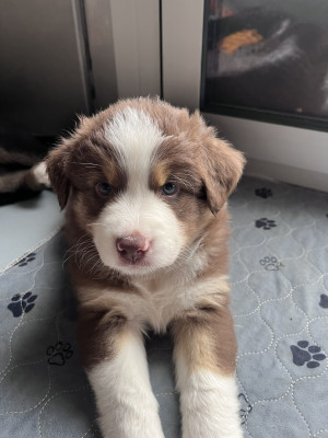 CHIOT 5