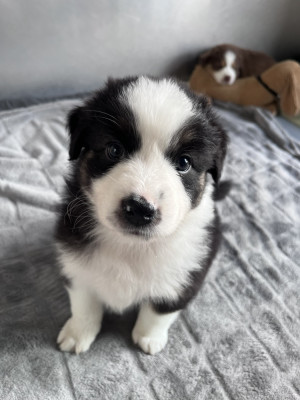 CHIOT 1