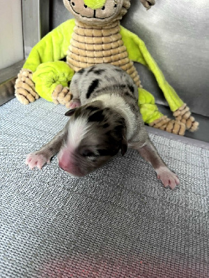 CHIOT