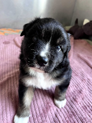 CHIOT