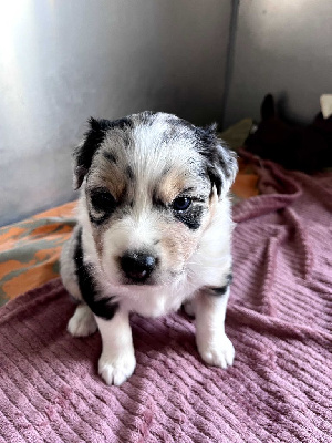 CHIOT