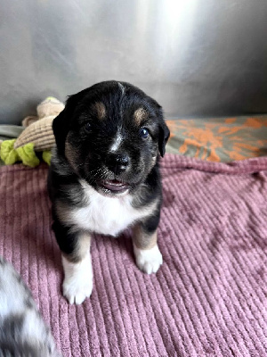 CHIOT