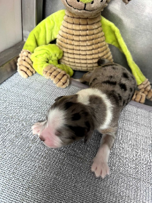 CHIOT