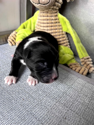 CHIOT