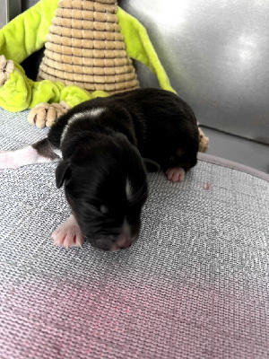CHIOT