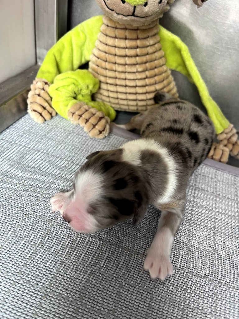 des Montagnes de Leuriou - Chiots disponibles - Berger Australien