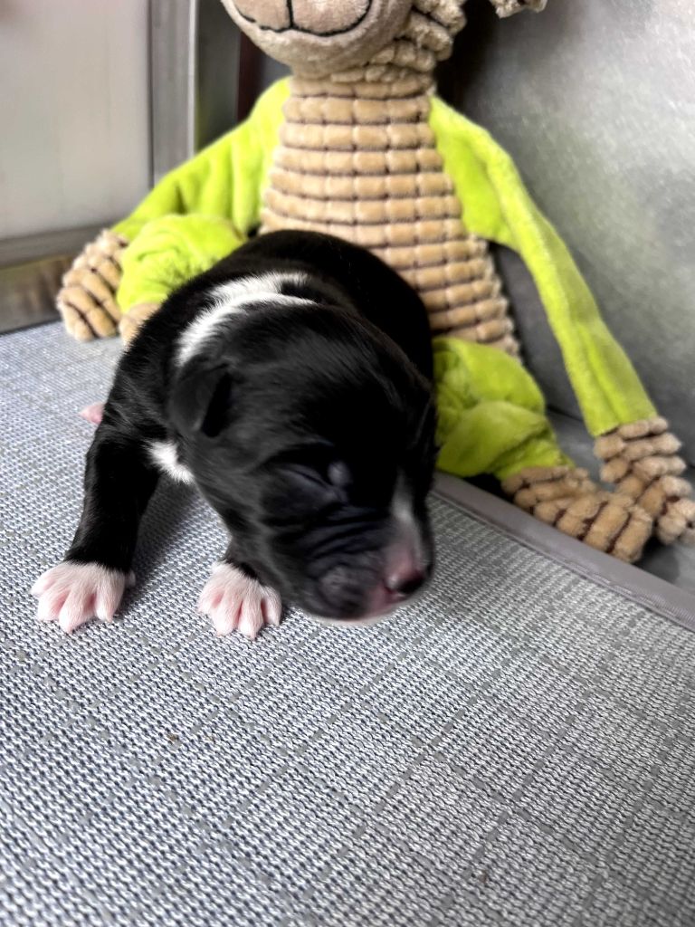 des Montagnes de Leuriou - Chiots disponibles - Berger Australien