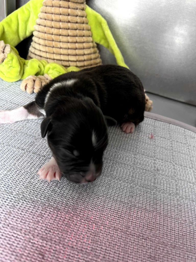 des Montagnes de Leuriou - Chiots disponibles - Berger Australien
