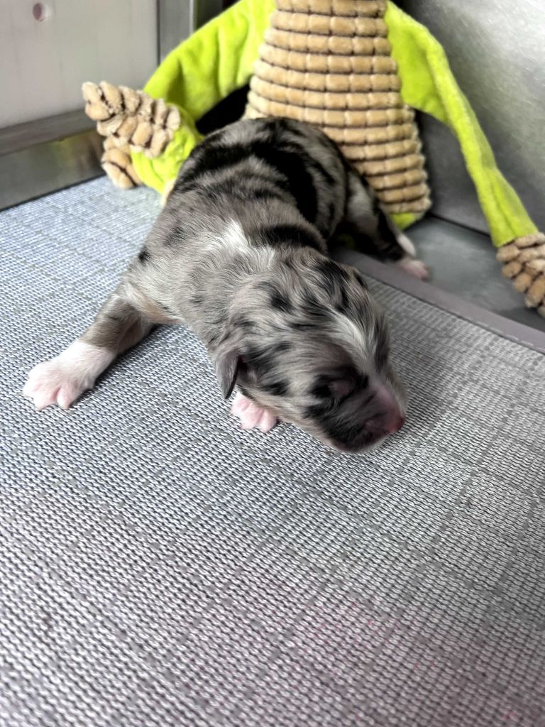 des Montagnes de Leuriou - Chiots disponibles - Berger Australien